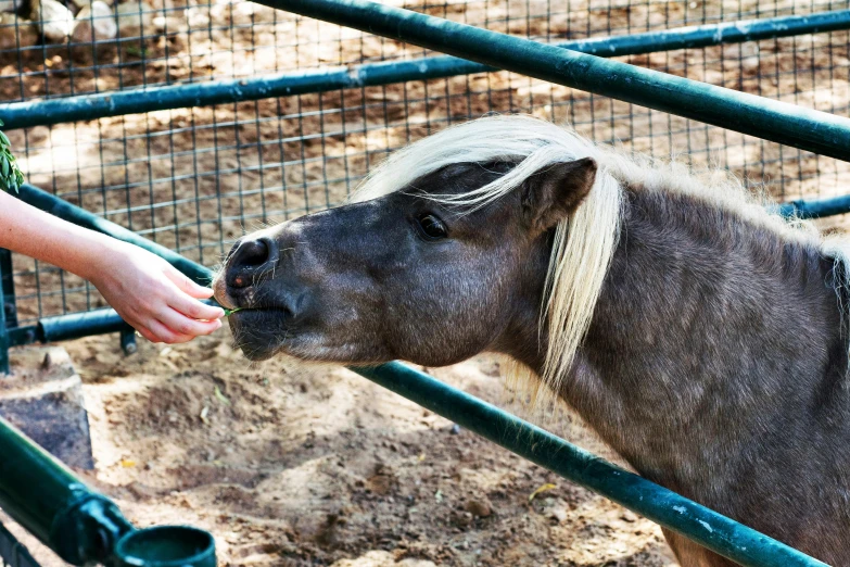a small horse is being fed by a person