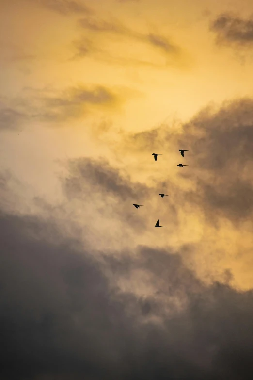 flock of birds flying against the sunset sky