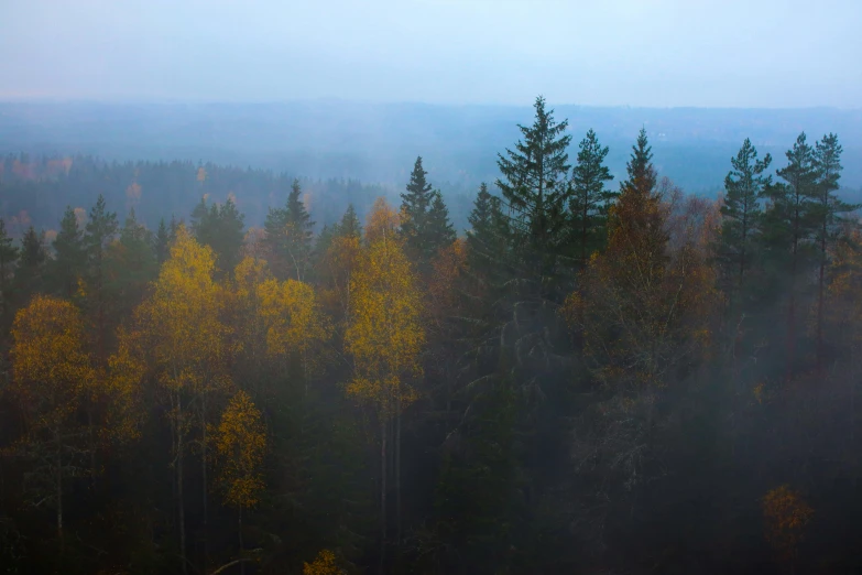 trees with yellow leaves stand in the fog,