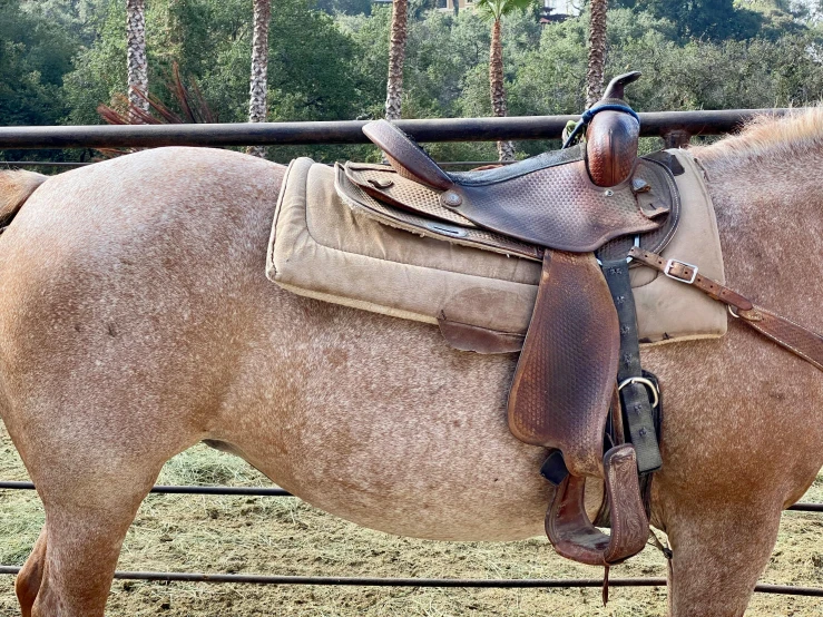 a saddled horse stands in a stable