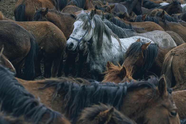 a herd of horses walking across a field