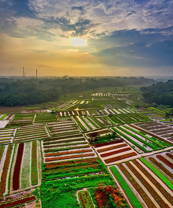 a view of the landscape with many flowers in it