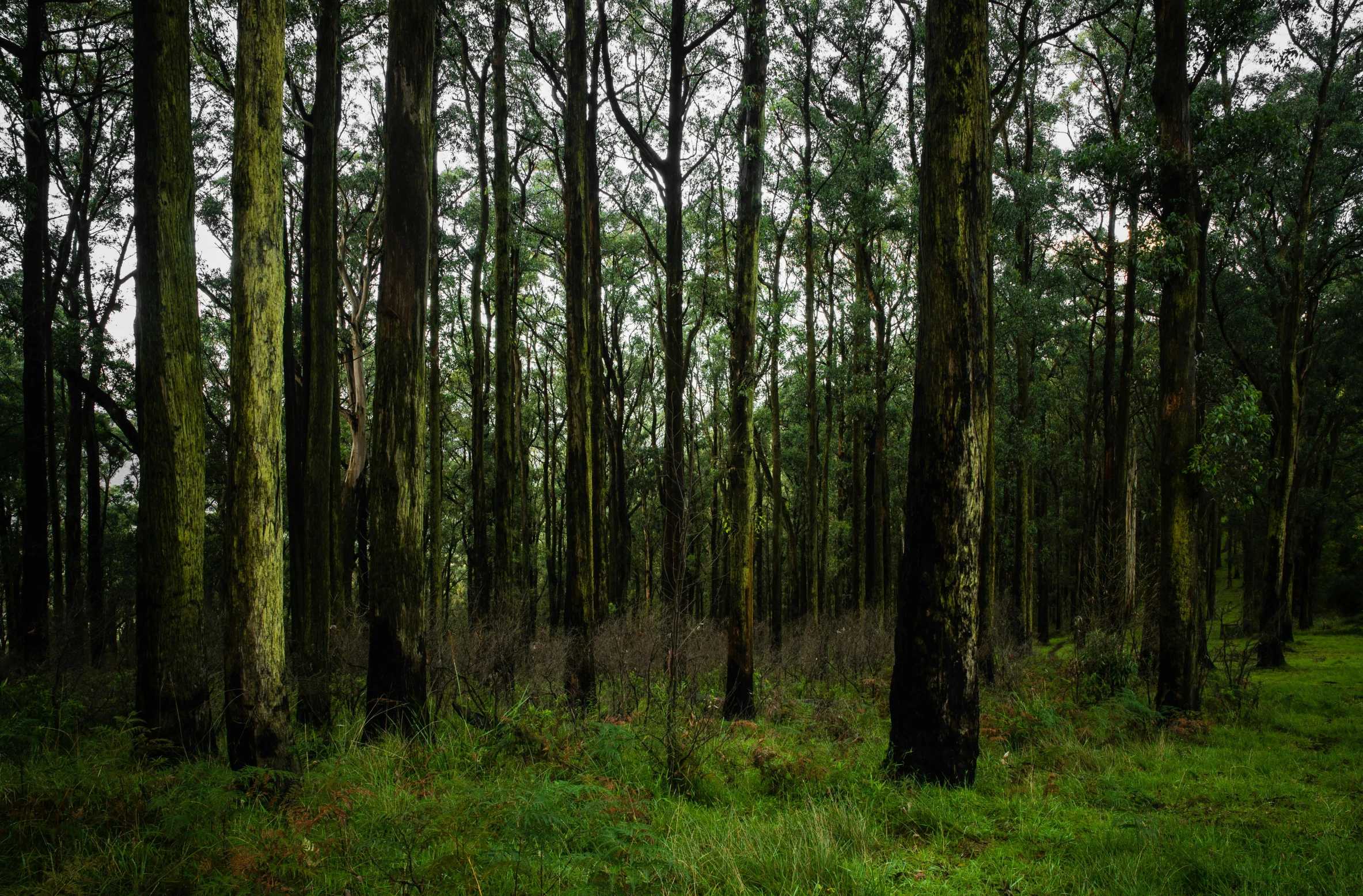 a lush green forest with lots of trees