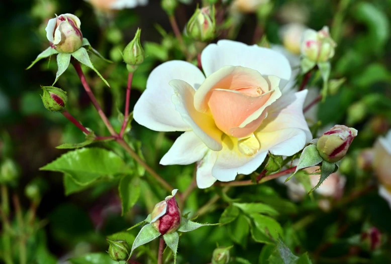 closeup view of pink flowers blooming in the garden