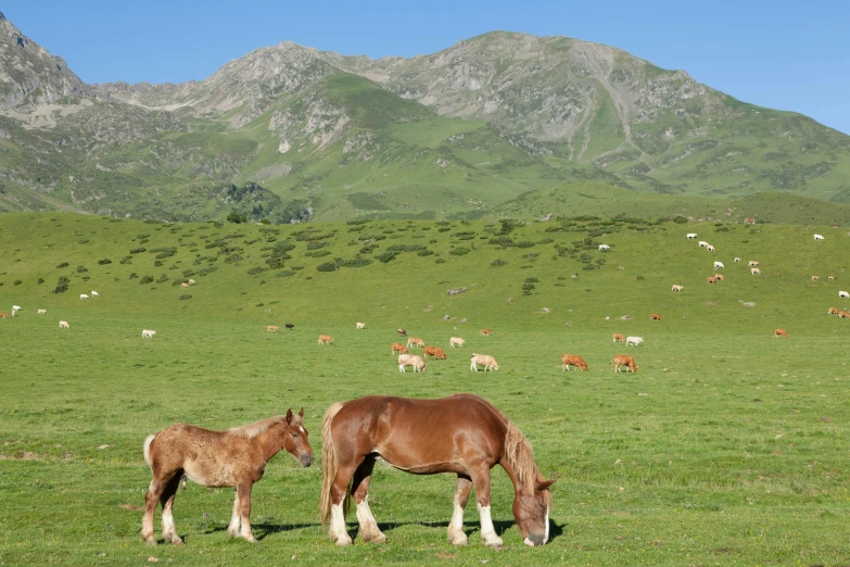 two horses are grazing in a field of animals