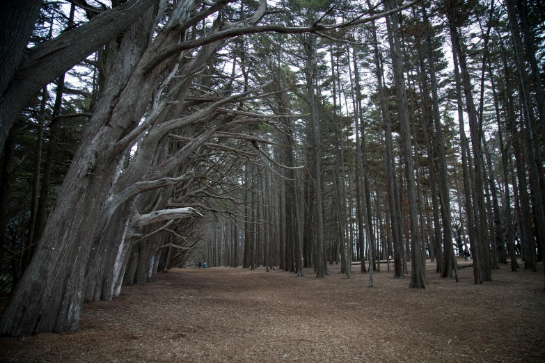 a view of many large trees near each other