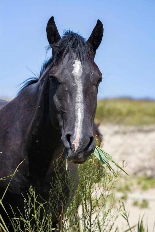 a horse eats a grass stalk in the field