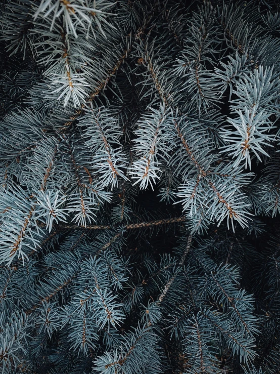 close up of blue needles on a fir tree