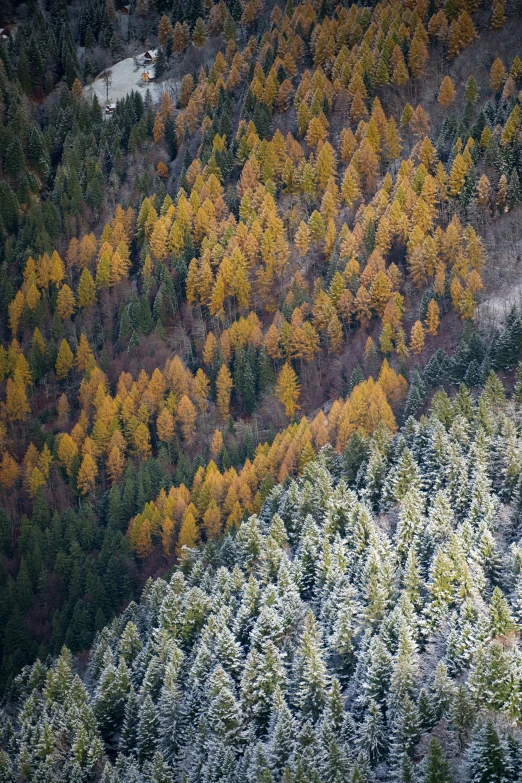 a group of trees are covered with snow and green and yellow foliage