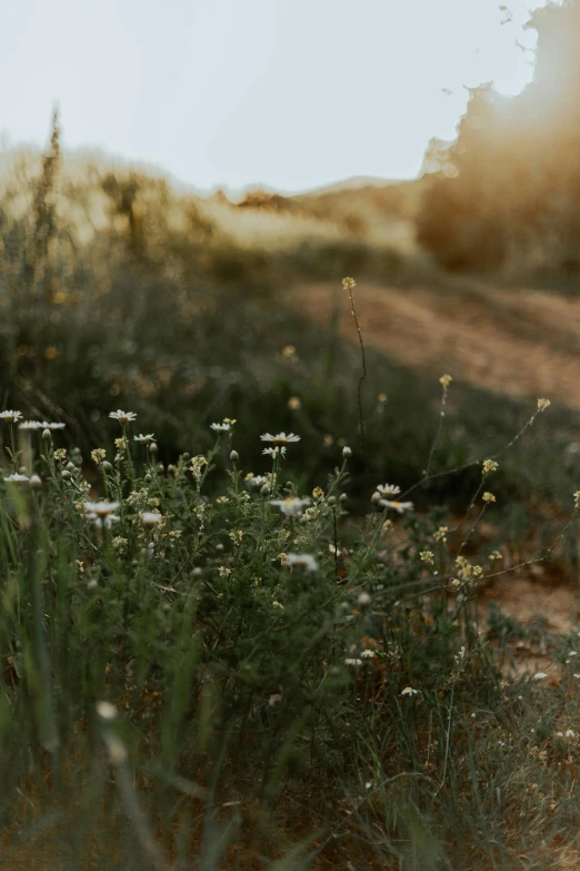 a group of flowers are in the grass