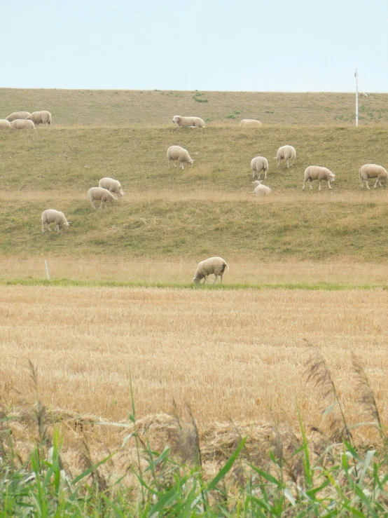 sheep grazing in a field near an antenna