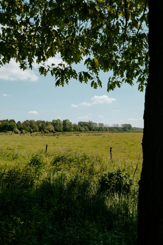 two zes stand by in a field under a large tree