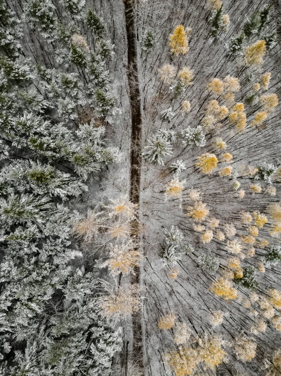 a tree and some plants in the woods