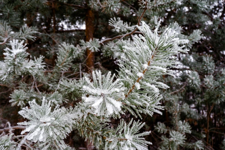 a pine tree with ice covered leaves in the winter