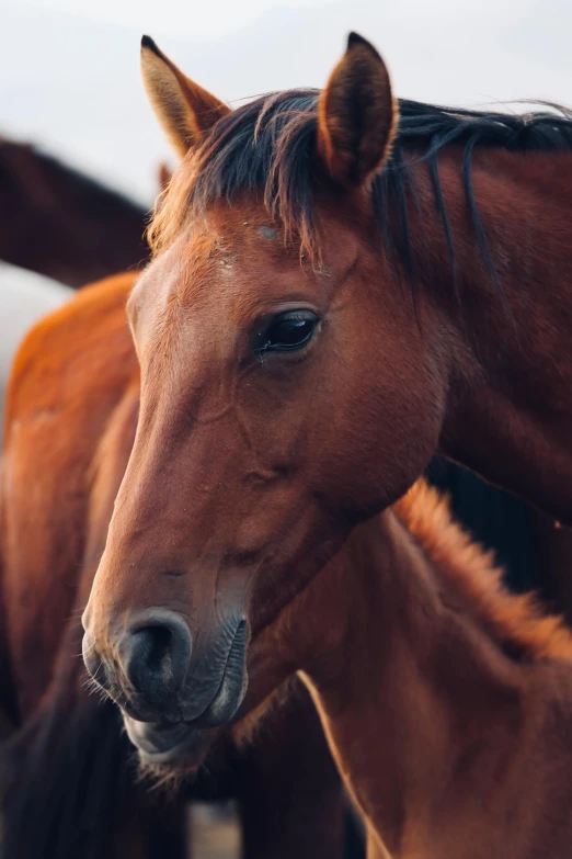 two brown horses standing side by side