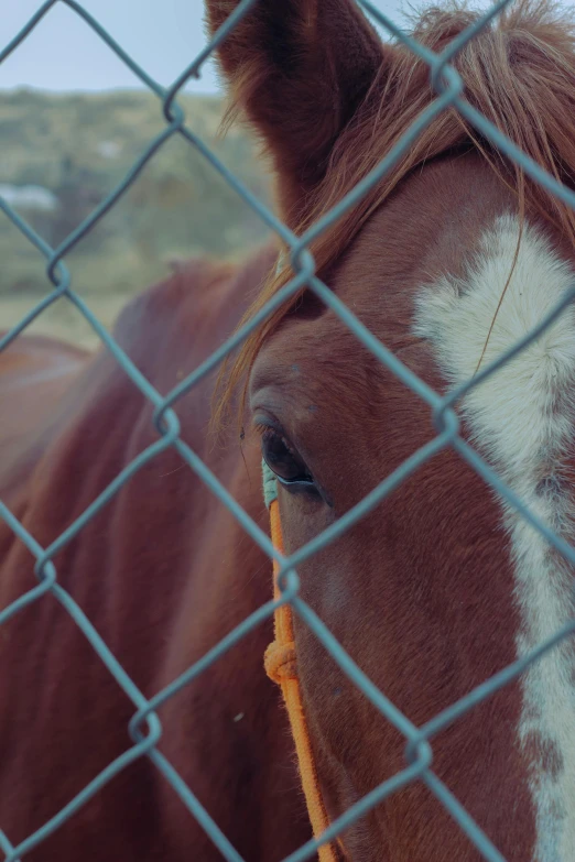 a horse is looking at the camera through a chain link fence