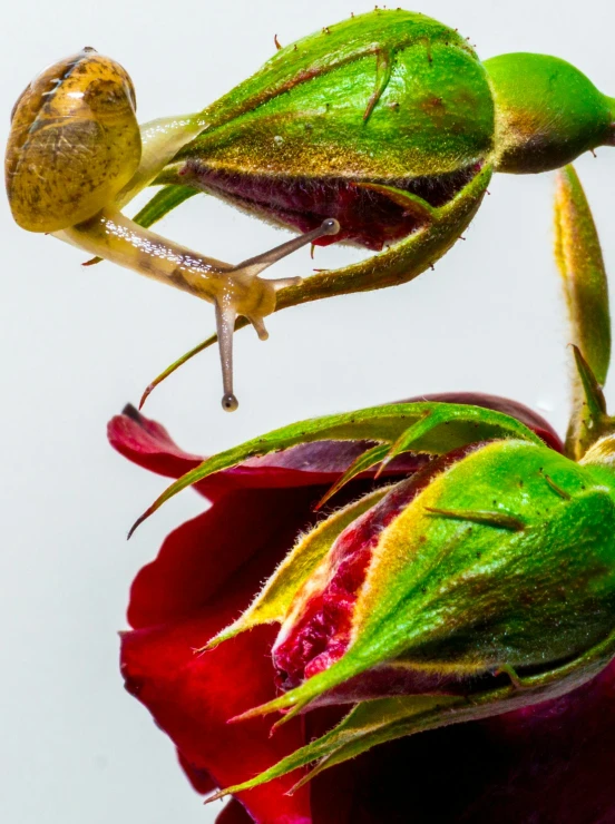 a snail that is sitting on top of some flowers