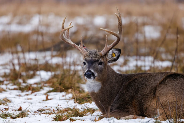 a white - tailed buck with large horns in the snow