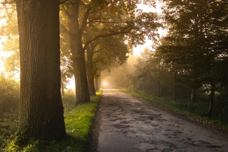 an empty road that is near some trees