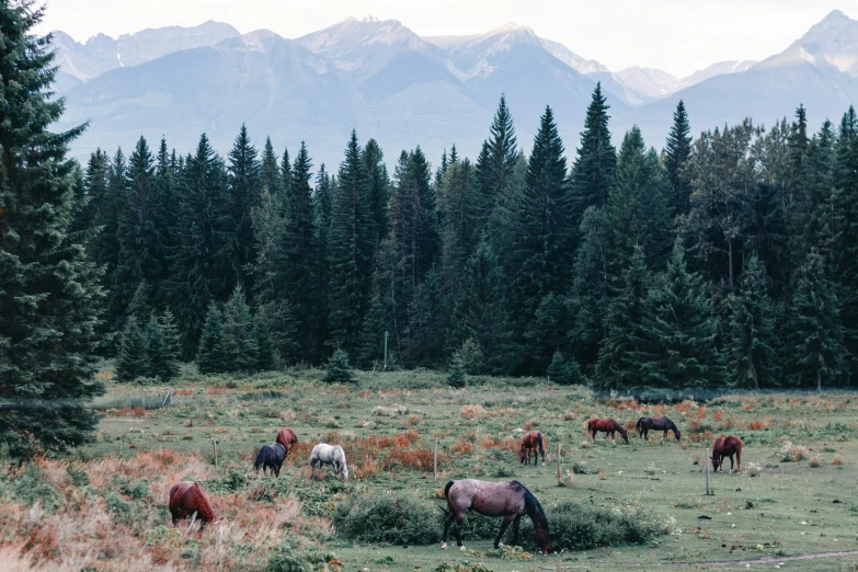 many different horses grazing in the grass with mountains in the background