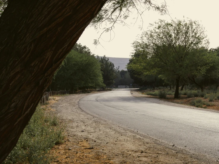 an empty rural road with trees on both sides