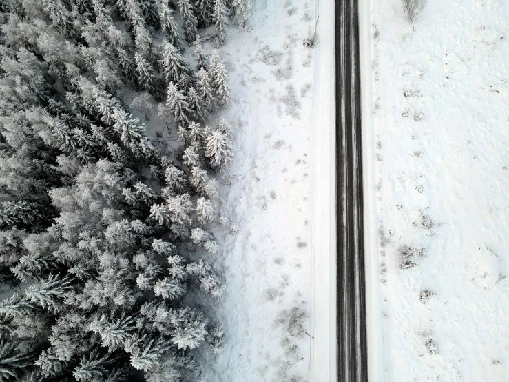 there is snow covered trees on both sides of the road