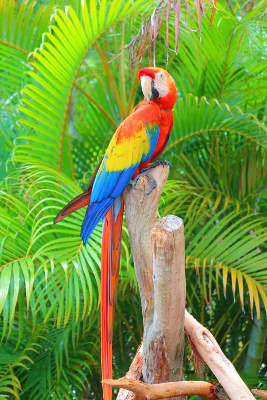 a colorful bird on a tree nch near some tropical plants