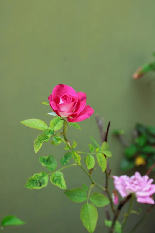 pink flowers and green leaves bloom on a plant