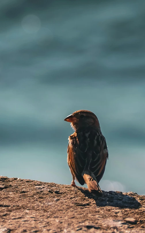 a brown bird is perched on the side of a cliff