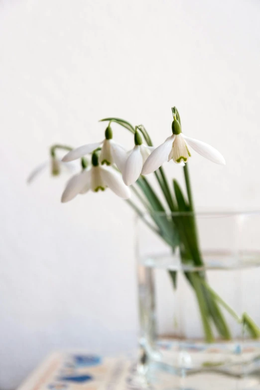 a vase of snowdrops is shown in the middle