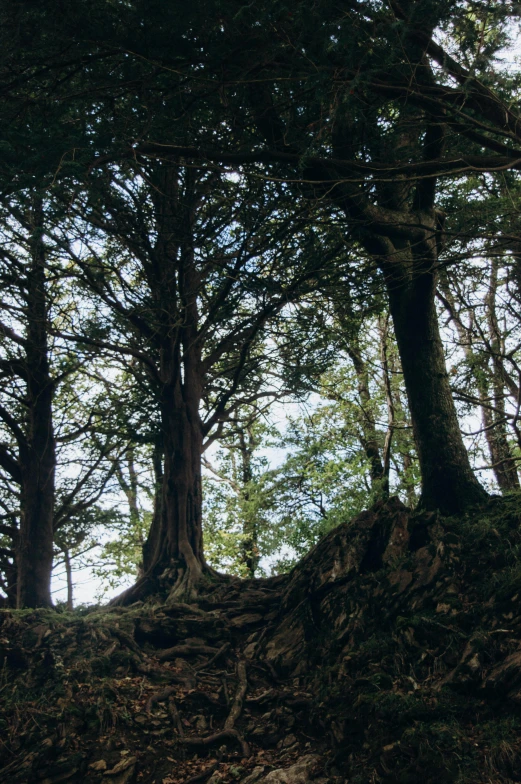 two giraffes standing in the middle of the woods