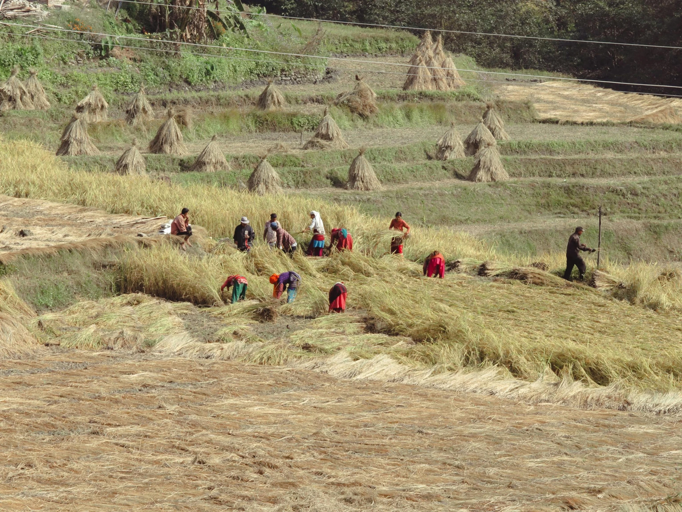 a group of people on a farm walking across a grass covered field