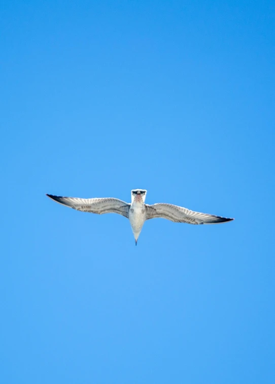 a seagull soaring through the sky with its wings spread