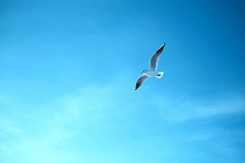 a large bird flies in a blue cloudy sky