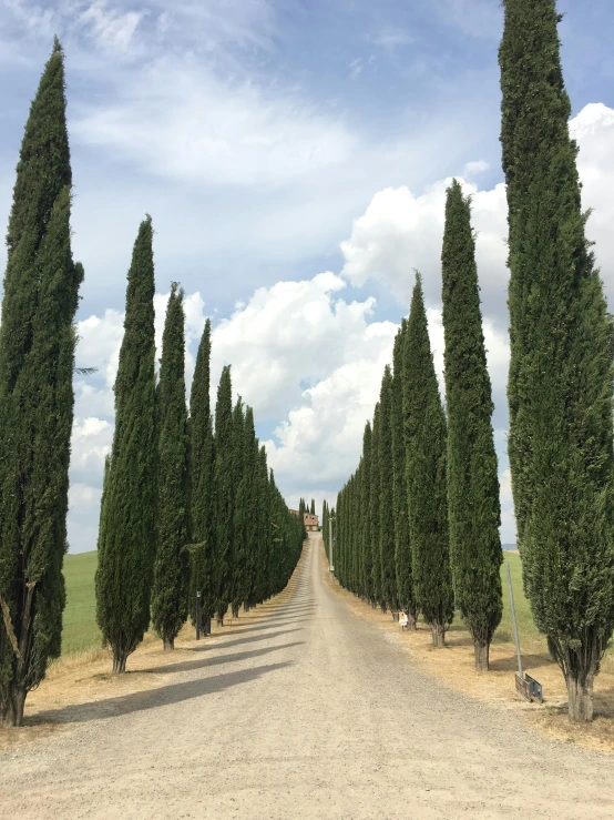 a dirt road with many tall trees on the side