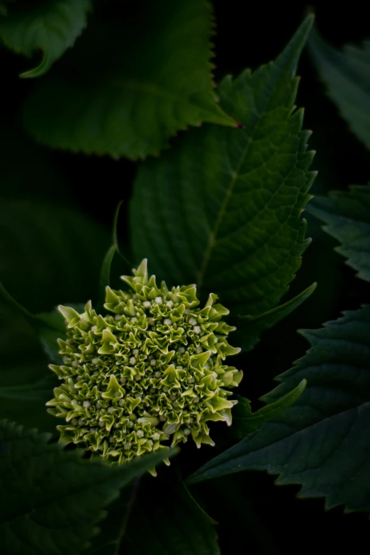 an image of a green plant that is blooming