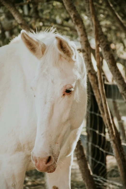 there is a white horse that is standing by the fence