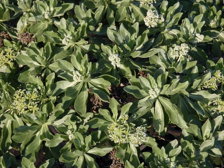 green leaves and flowers in a bed of dirt