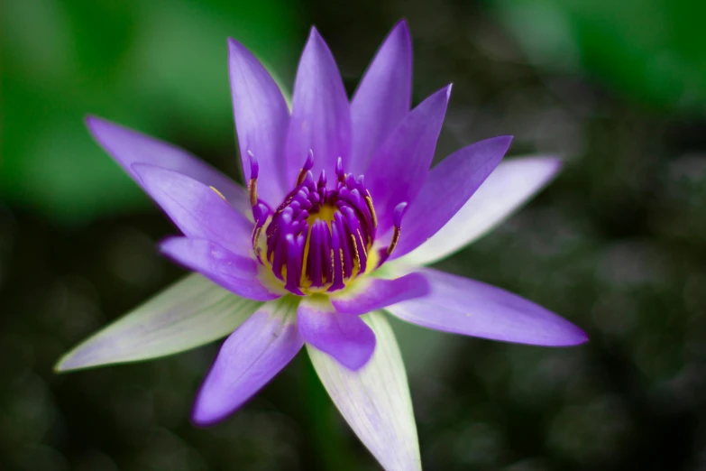 a single water lily with a large purple center