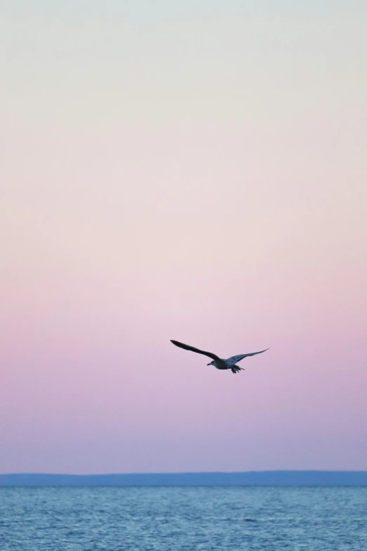 a bird flying over a body of water