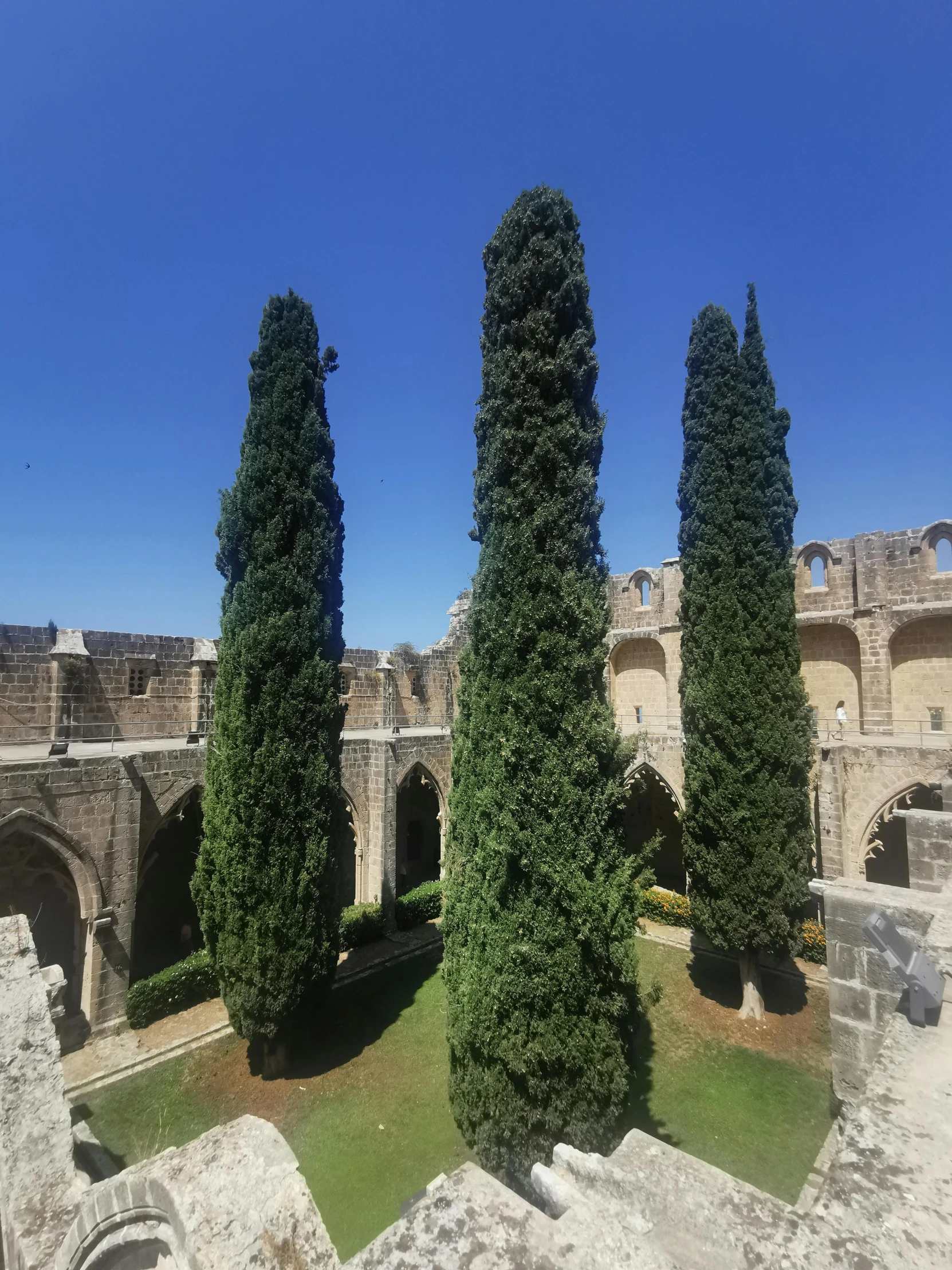 the trees are in a very nice courtyard