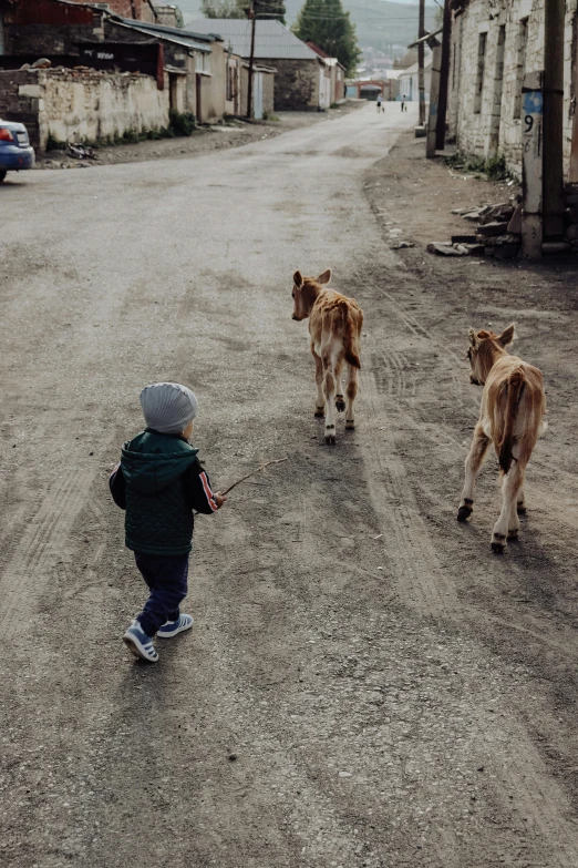  and calf walking in dirt road