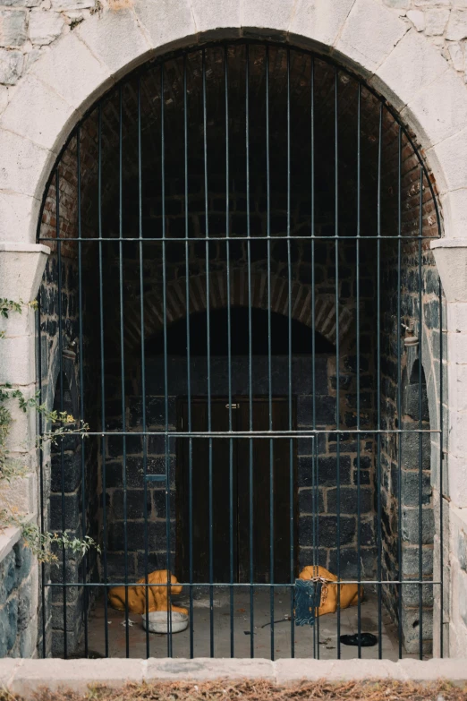 two animals are sitting outside a window of an abandoned building