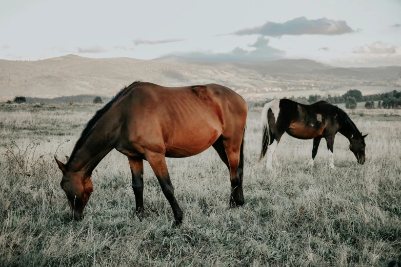 two horses grazing in the high grass and a hill behind them