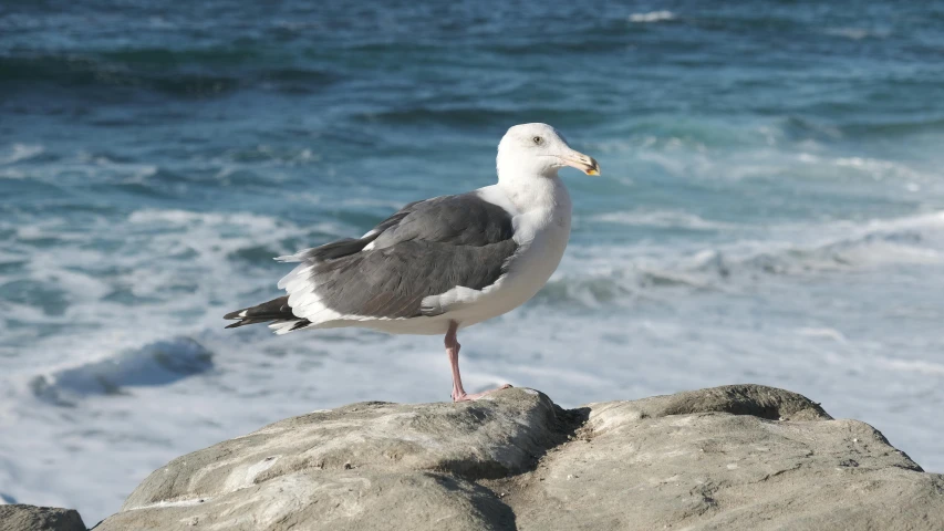 a bird is sitting on some rocks at the beach