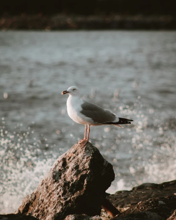 a seagull sitting on a rock next to the ocean