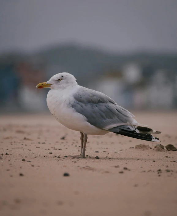 there is a small bird that is standing on the beach