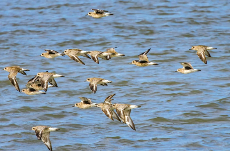 a flock of birds flying over the top of the water