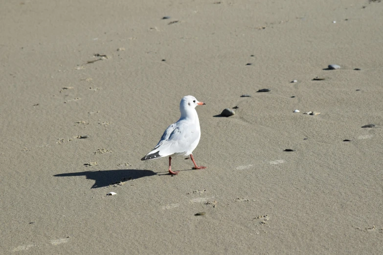 the seagull is walking on a sandy beach