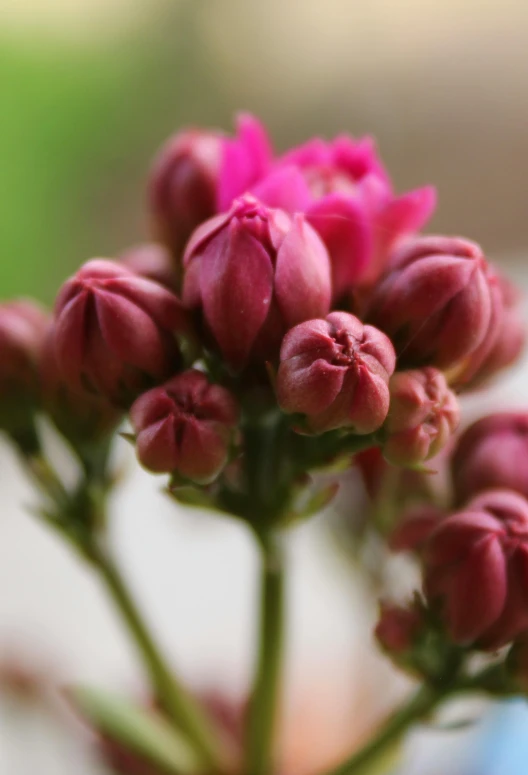 pink flowers blooming from the stem of a plant